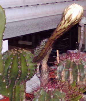 Echinopsis-Hybride