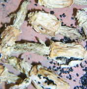 Ferocactus glaucescens Samen