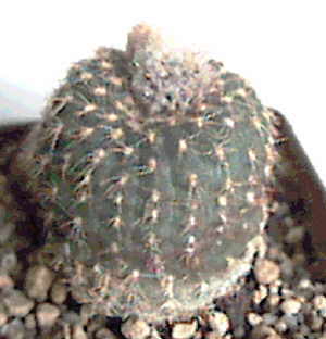 Frailea pumila von catiensis