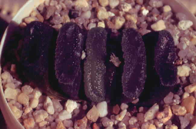 Haworthia truncata v. truncata