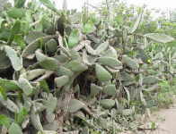 opuntia from etna