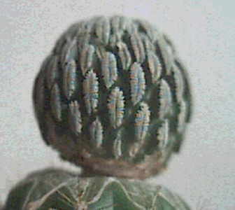 Peleciphora auf Echinopsis