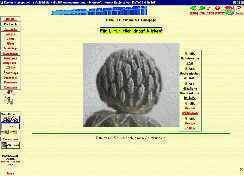 Startseite der Kaktus-Homepage vom AUGUST 2002